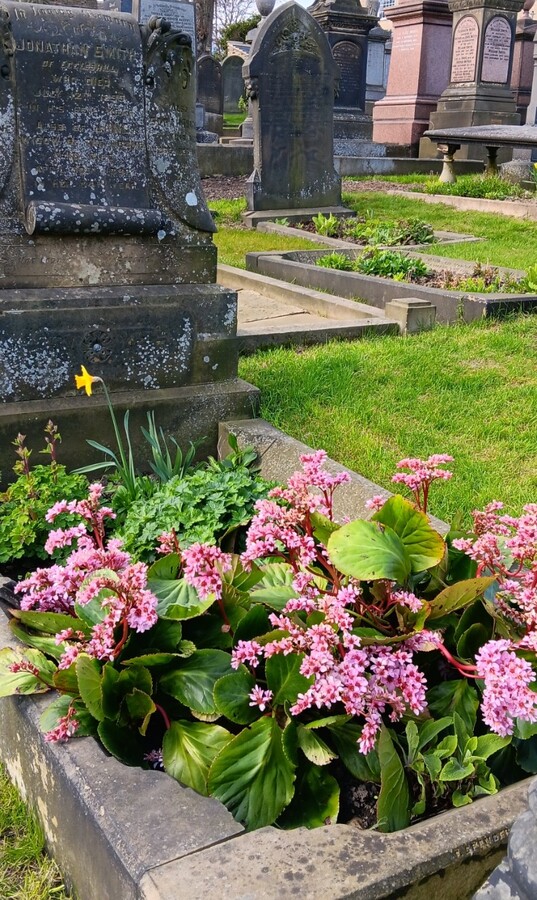Bergenia "elephant's ears"